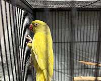 bird-for-sale-in-layton-ut