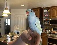 adult-bird