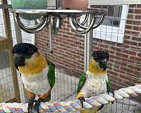 congo-african-grey-parrot-for-sale