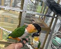 congo-african-grey-parrot-for-sale-in-baltimore-md
