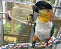 bird-for-sale-in-baltimore-md