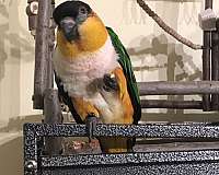 adult-bird