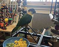adult-congo-african-grey-parrot-for-sale