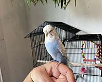 lilac-white-parakeet-for-sale