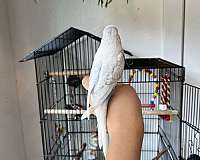 parakeet-for-sale-in-mocksville-nc