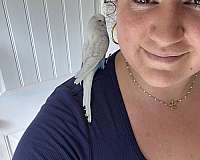lilac-white-bird-for-sale