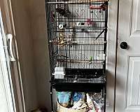 lilac-white-bird-for-sale-in-mocksville-nc