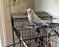 female-bird-for-sale-in-mocksville-nc