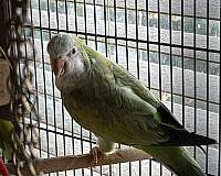 quaker-parrots-for-sale-in-layton-ut