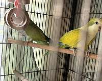bird-for-sale-in-layton-ut