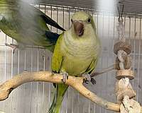 adult-bird