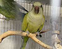 adult-quaker-parrots-for-sale