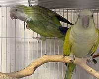 quaker-parrots-for-sale
