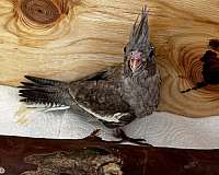 bird-for-sale-in-appomattox-va