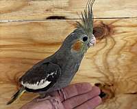 cockatiel-for-sale