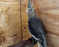 cockatiel-for-sale-in-appomattox-va