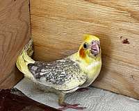 baby-bird