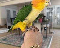conure-for-sale