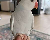 conure-for-sale-in-orlando-fl