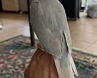 baby-bird