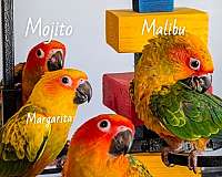 sun-conure-for-sale
