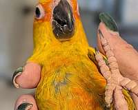 companion-bird-for-sale