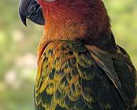 cute-bird-for-sale