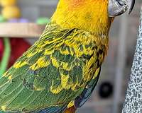 handfed-bird-for-sale