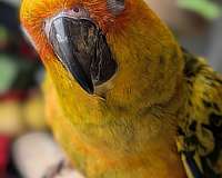 pet-bird-for-sale