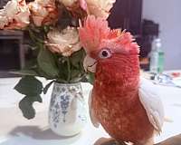 lutino-rose-tame-bird-for-sale