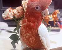 rose-breasted-cockatoo-for-sale