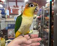 caique-for-sale