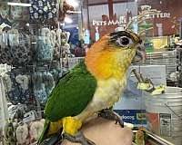 caique-for-sale-in-north-huntingdon-pa