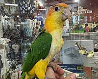 bird-for-sale-in-north-huntingdon-pa