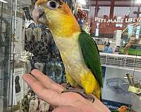 small-bird-for-sale