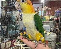 small-caique-for-sale