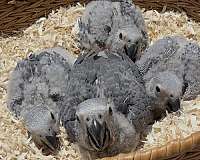 congo-african-grey-parrot-for-sale