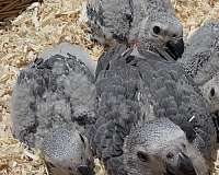 congo-african-grey-parrot-for-sale-in-longwood-fl