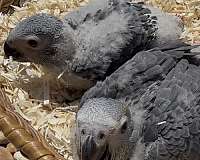 bird-for-sale-in-longwood-fl