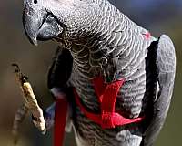 young-bird-for-sale-in-waterloo-ia