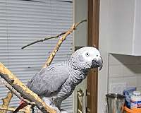african-grey-parrot-for-sale-in-waterloo-ia