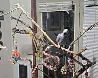 bird-for-sale-in-waterloo-ia
