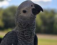 male-bird-for-sale-in-waterloo-ia