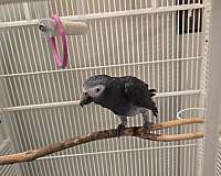 timneh-african-grey-parrot-for-sale
