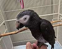 medium-bird-for-sale