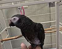 medium-timneh-african-grey-parrot-for-sale