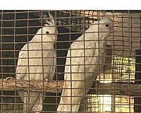 cockatiel-for-sale