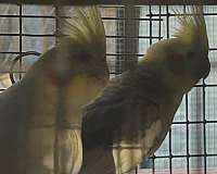 cockatiel-for-sale-in-florida