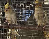 bird-for-sale-in-florida