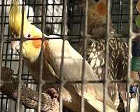 adult-bird